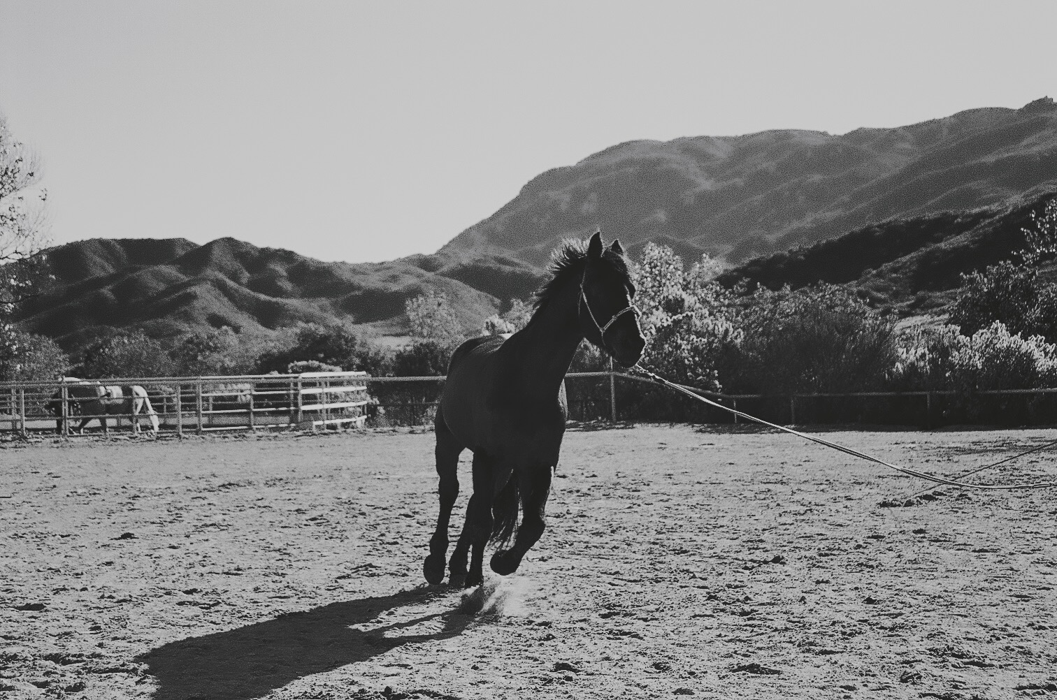 Horse mid-stride in dust at Potrero Ranch, photographed by Tyler Ford